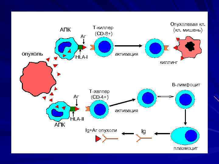 АПК Аг опухоль Опухолевая кл. (кл. мишень) Т-киллер (CD-8+) активация HLA-I киллинг В-лимфоцит Аг