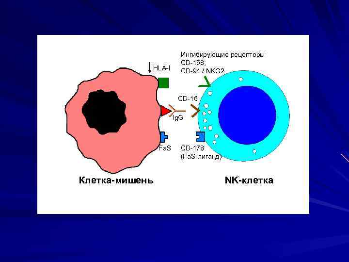 HLA-I Ингибирующие рецепторы CD-158; CD-94 / NKG 2 CD-16 Ig. G Fa. S Клетка-мишень