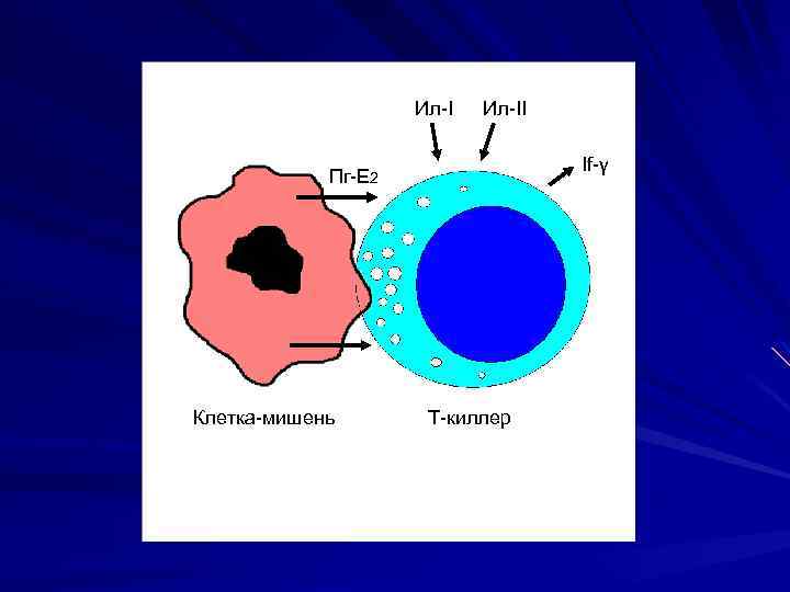 Ил-II If-γ Пг-Е 2 Клетка-мишень Т-киллер 