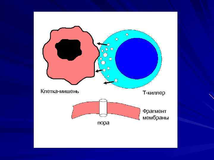 Клетка-мишень Т-киллер пора Фрагмент мембраны 