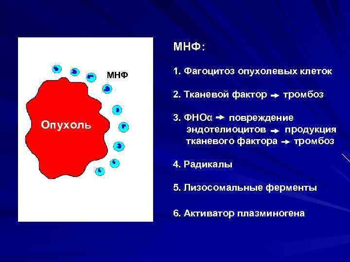 МНФ: МНФ 1. Фагоцитоз опухолевых клеток 2. Тканевой фактор тромбоз Опухоль 3. ФНОα повреждение
