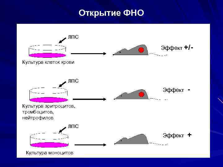 Открытие ФНО ЛПС Эффект +/Культура клеток крови ЛПС Эффект - Эффект + Культура эритроцитов,