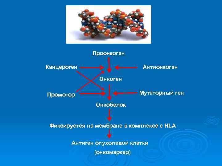 Проонкоген Канцероген Антионкоген Онкоген Мутаторный ген Промотор Онкобелок Фиксируется на мембране в комплексе с