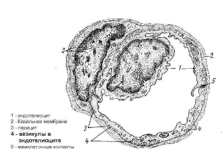 1 - эндотелиоцит 2 - базальная мембрана 3 - перицит 4 - везикулы в