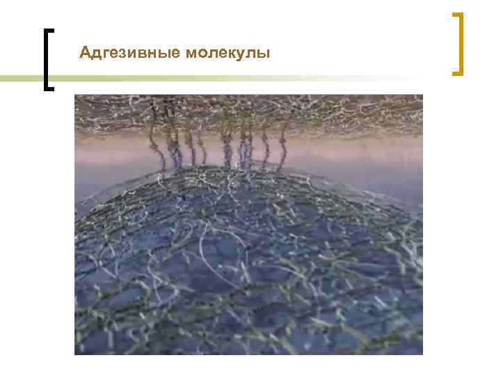 Адгезивные молекулы 