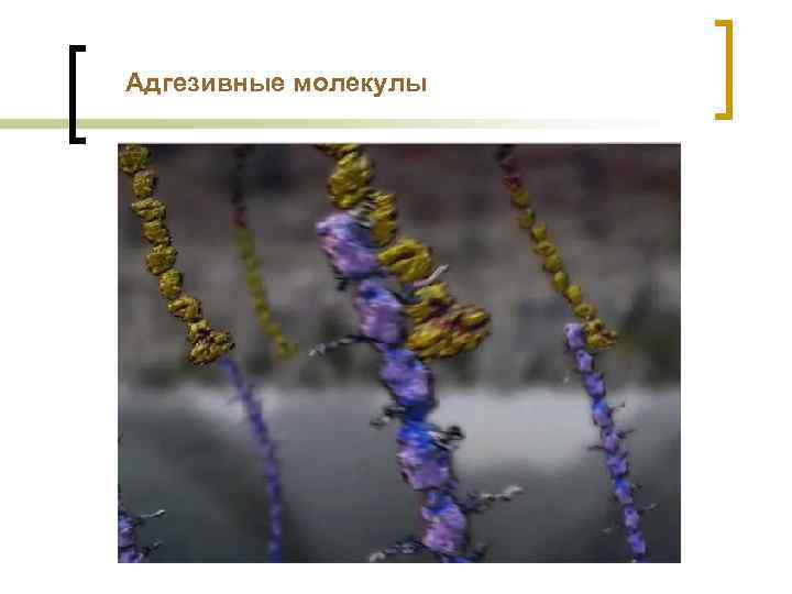 Адгезивные молекулы 