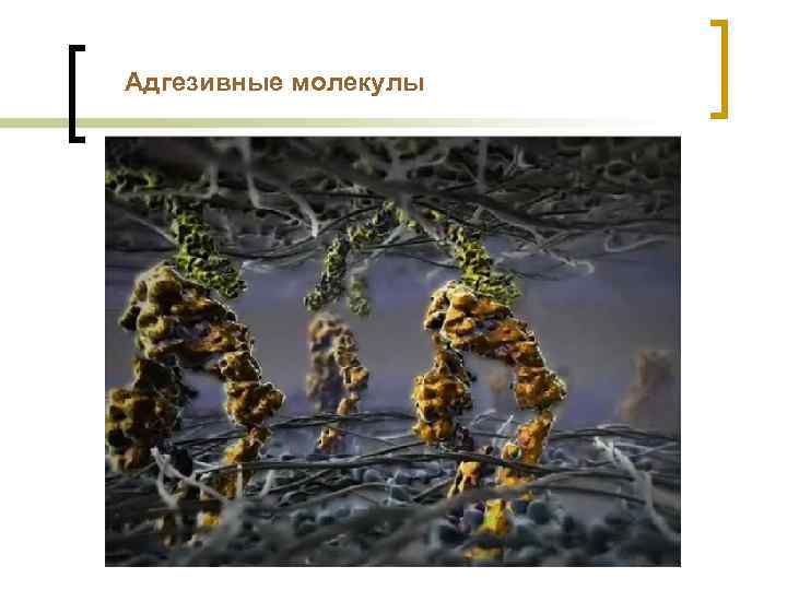 Адгезивные молекулы 