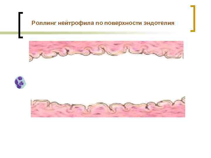 Роллинг нейтрофила по поверхности эндотелия 