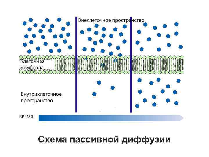 Схема пассивной диффузии 