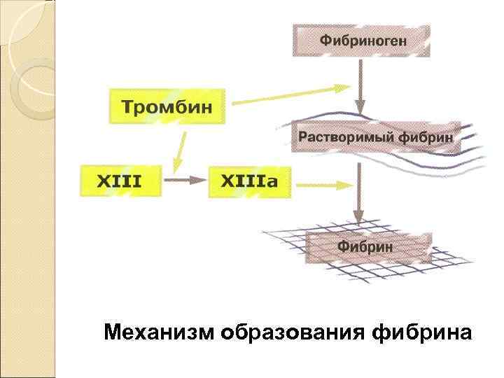 Схема образования фибрина