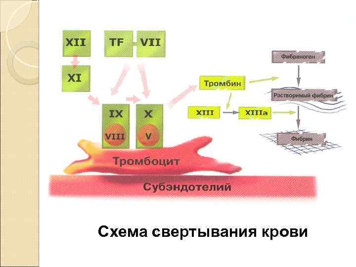 Схема свертывания крови 