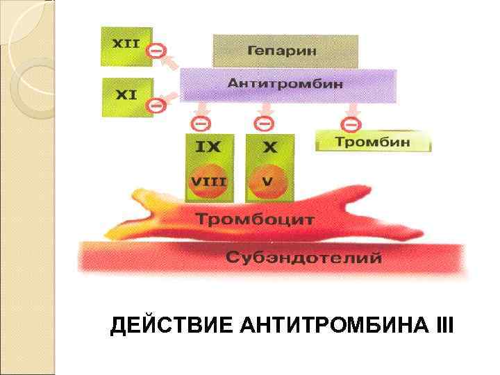 ДЕЙСТВИЕ АНТИТРОМБИНА III 
