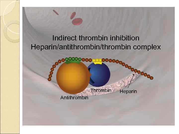 Indirect thrombin inhibition Heparin/antithrombin/thrombin complex Thrombin Antithrombin Heparin 