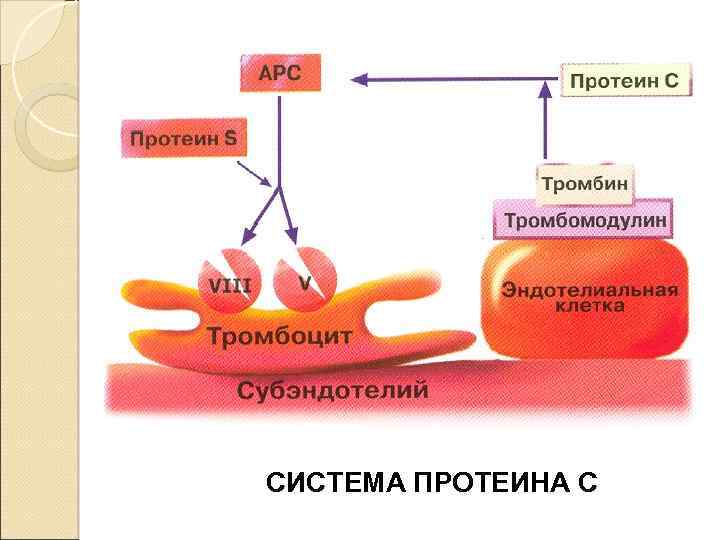 СИСТЕМА ПРОТЕИНА С 