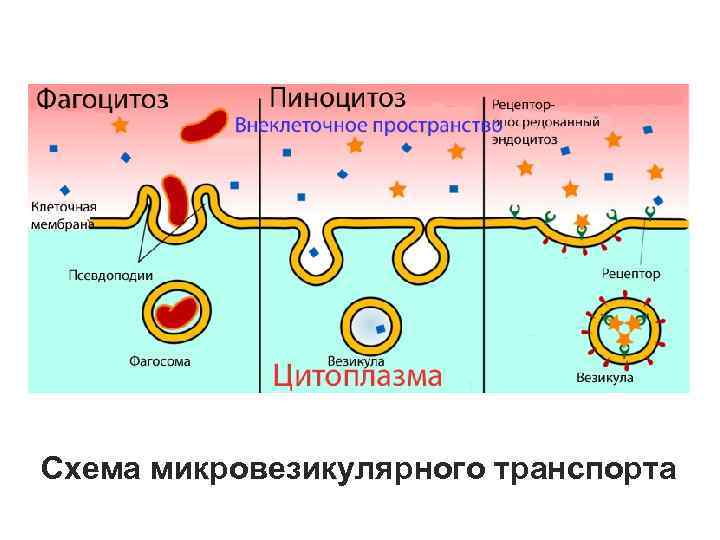 Схема микровезикулярного транспорта 