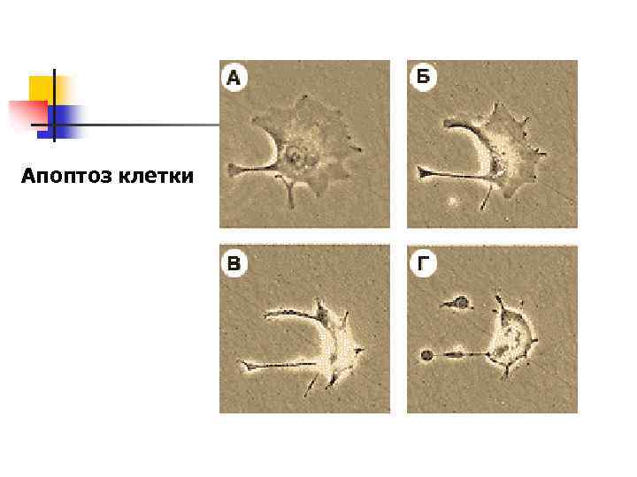 Апоптоз клетки 