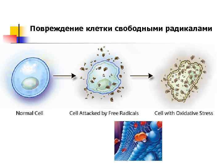Повреждение клетки свободными радикалами 
