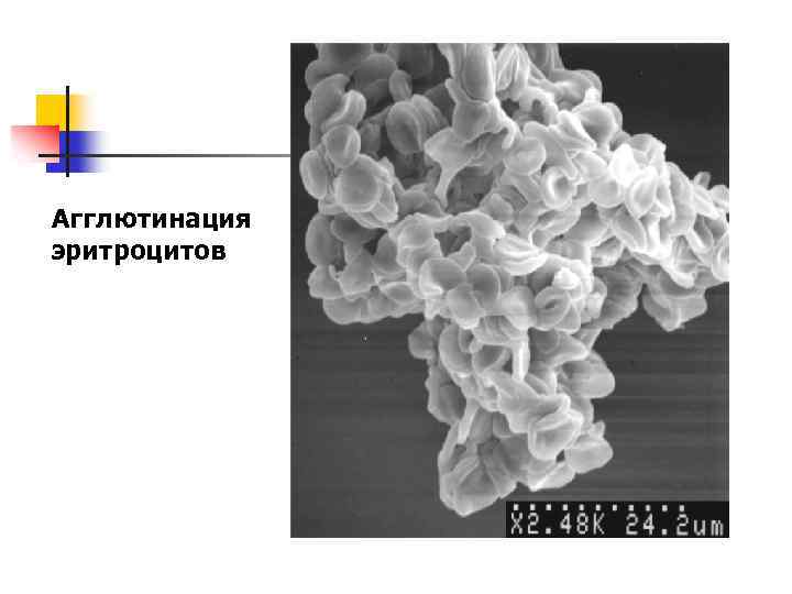 Агглютинация эритроцитов 