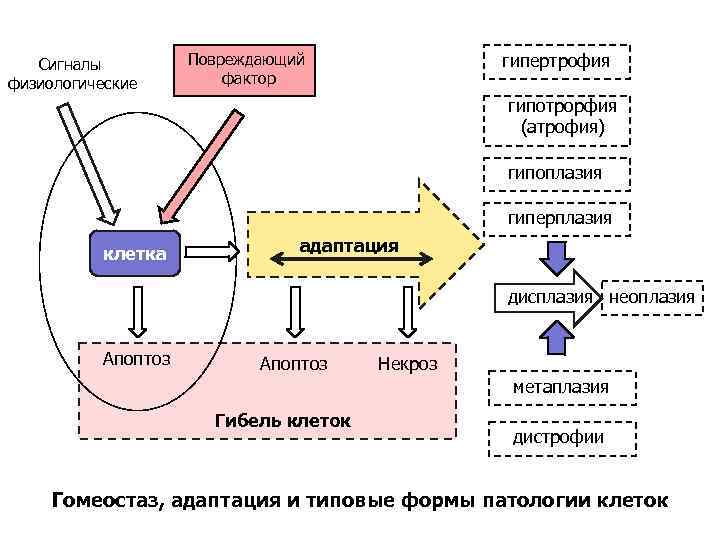 Сигналы физиологические гипертрофия Повреждающий фактор гипотрорфия (атрофия) гипоплазия гиперплазия клетка адаптация дисплазия неоплазия Апоптоз