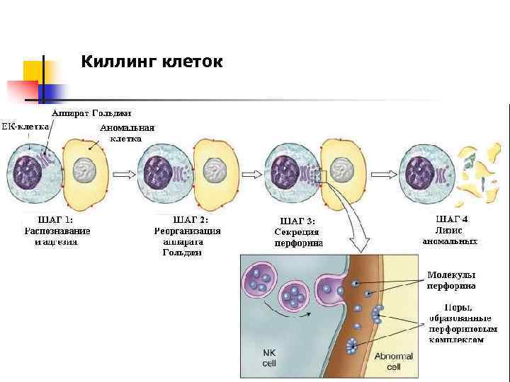 Киллинг клеток 