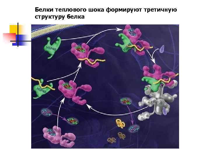 Белки теплового шока формируют третичную структуру белка 