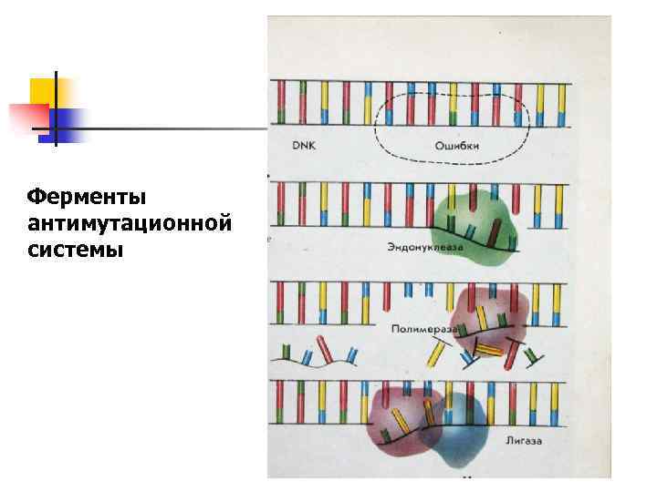 Ферменты антимутационной системы 