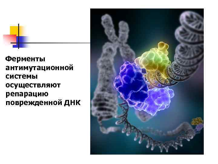 Ферменты антимутационной системы осуществляют репарацию поврежденной ДНК 