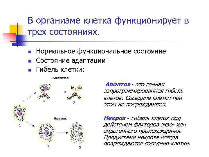В организме клетка функционирует в трех состояниях. n n n Нормальное функциональное состояние Состояние
