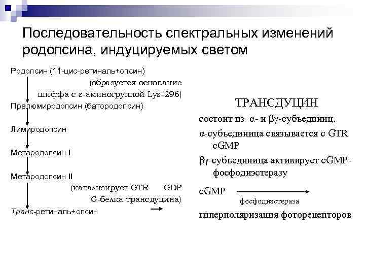 Спектральная последовательность. Батородопсин.. Родопсин в батородопсин. Зрительный цикл родопсина. Образование родопсина.