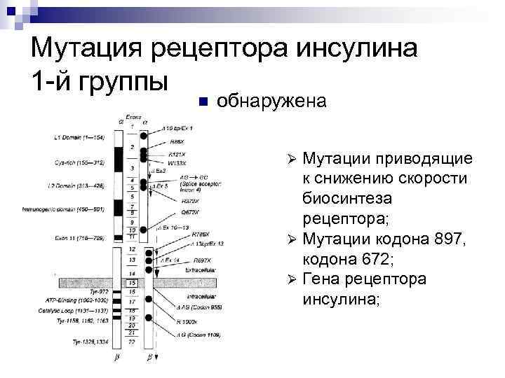 Мутация рецептора инсулина 1 -й группы n обнаружена Мутации приводящие к снижению скорости биосинтеза