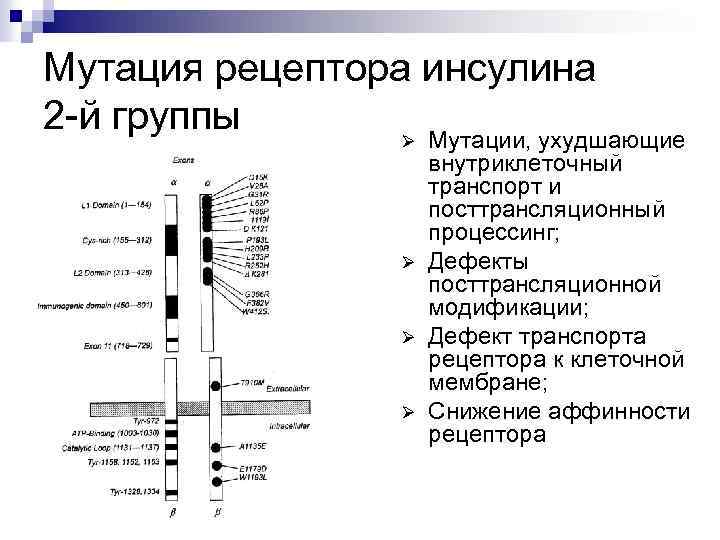 Мутация рецептора инсулина 2 -й группы Ø Мутации, ухудшающие Ø Ø Ø внутриклеточный транспорт