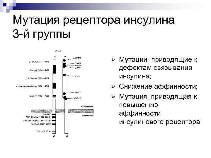 Мутация рецептора инсулина 3 -й группы Ø Ø Ø Мутации, приводящие к дефектам связывания