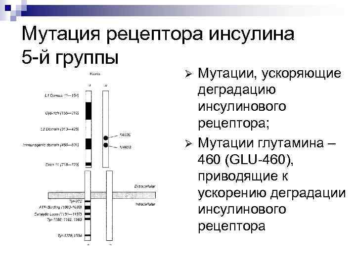 Мутация рецептора инсулина 5 -й группы Ø Ø Мутации, ускоряющие деградацию инсулинового рецептора; Мутации