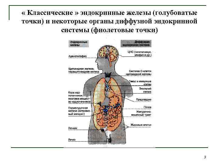  « Классические » эндокринные железы (голубоватые точки) и некоторые органы диффузной эндокринной системы