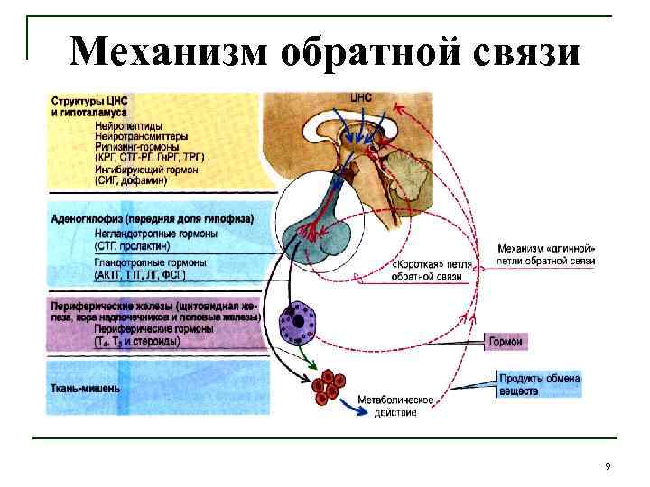 Схема отрицательной обратной связи при синтезе гормонов