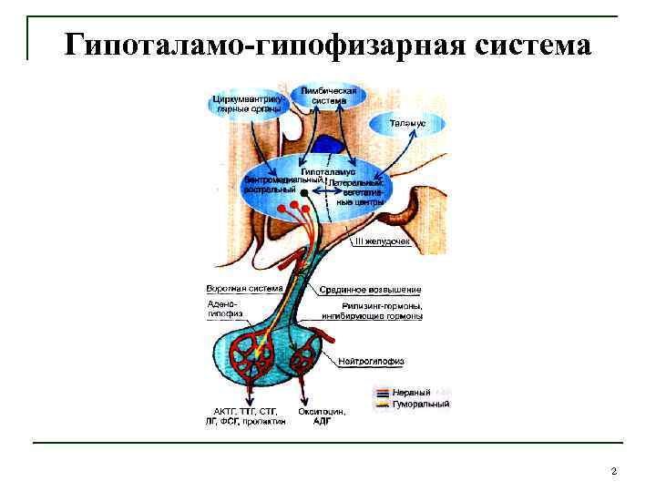 Физиология гипоталамо гипофизарной системы презентация