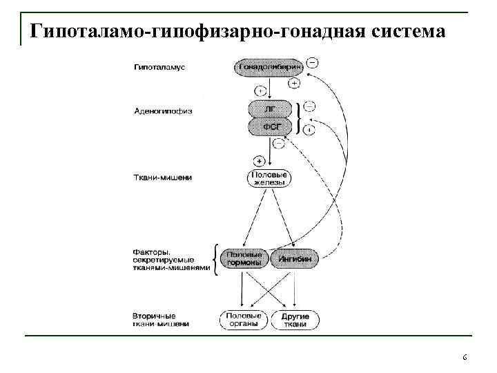 Схема гипоталамо гипофизарно адренокортикотропной системы