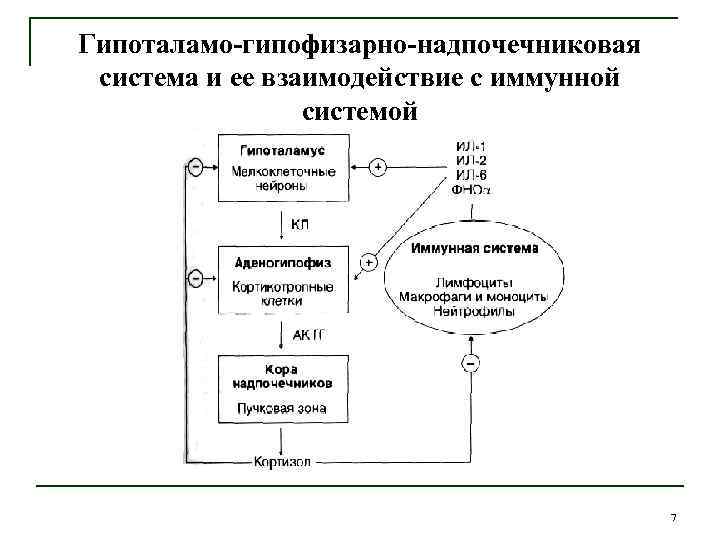 Схема гипоталамо гипофизарно адренокортикотропной системы