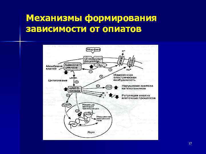 Механизмы формирования зависимости от опиатов 17 