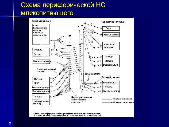 Схема периферической НС млекопитающего Схема периферической нервной системы млекопитающего М – медулярный С- цервикальный