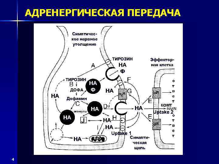 На рисунке изображена схема холинергического синапса объясните роль ионов кальция