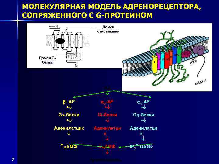 МОЛЕКУЛЯРНАЯ МОДЕЛЬ АДРЕНОРЕЦЕПТОРА, СОПРЯЖЕННОГО С G-ПРОТЕИНОМ Домен связывания Домен Gбелка НА - АР +