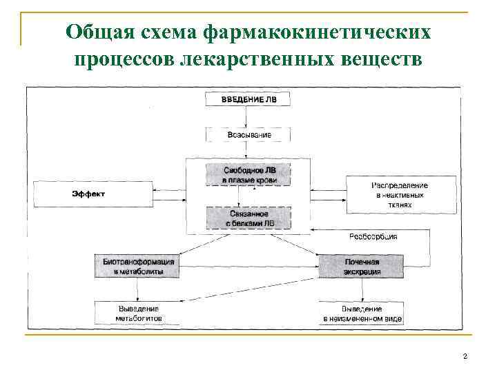 Фармакокинетика определение. Общая схема фармакокинетических процессов. Основные этапы фармакокинетики. Основные процессы фармакокинетики. Фармакокинетика лекарственных средств схема.