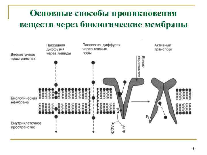 Основные способы проникновения веществ через биологические мембраны 9 