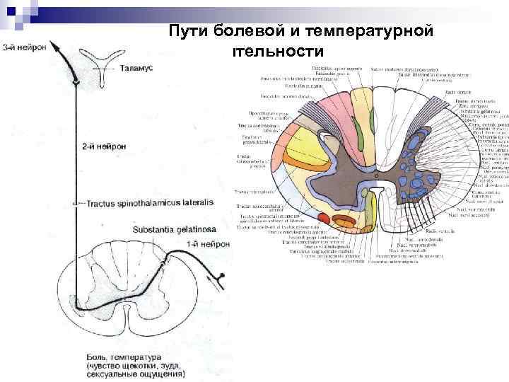 Пути болевой и температурной чувствительности 