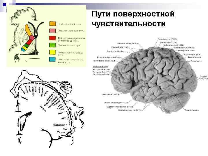 Пути поверхностной чувствительности 