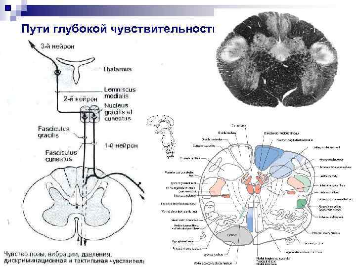Пути глубокой чувствительности 