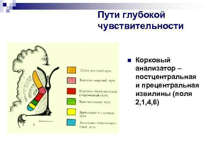 Пути глубокой чувствительности n Корковый анализатор – постцентральная и прецентральная извилины (поля 2, 1,