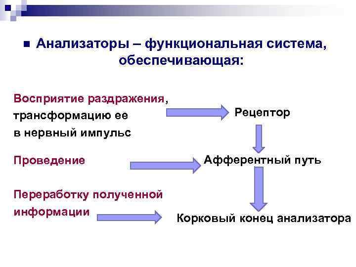 n Анализаторы – функциональная система, обеспечивающая: Восприятие раздражения, трансформацию ее в нервный импульс Проведение
