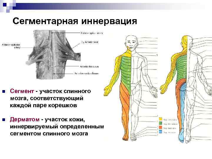 Сегментарная иннервация n Сегмент - участок спинного мозга, соответствующий каждой паре корешков n Дерматом